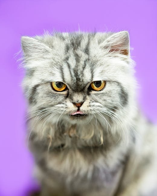Grumpy Cat: The Unintentional Meme King (image credits: pexels)