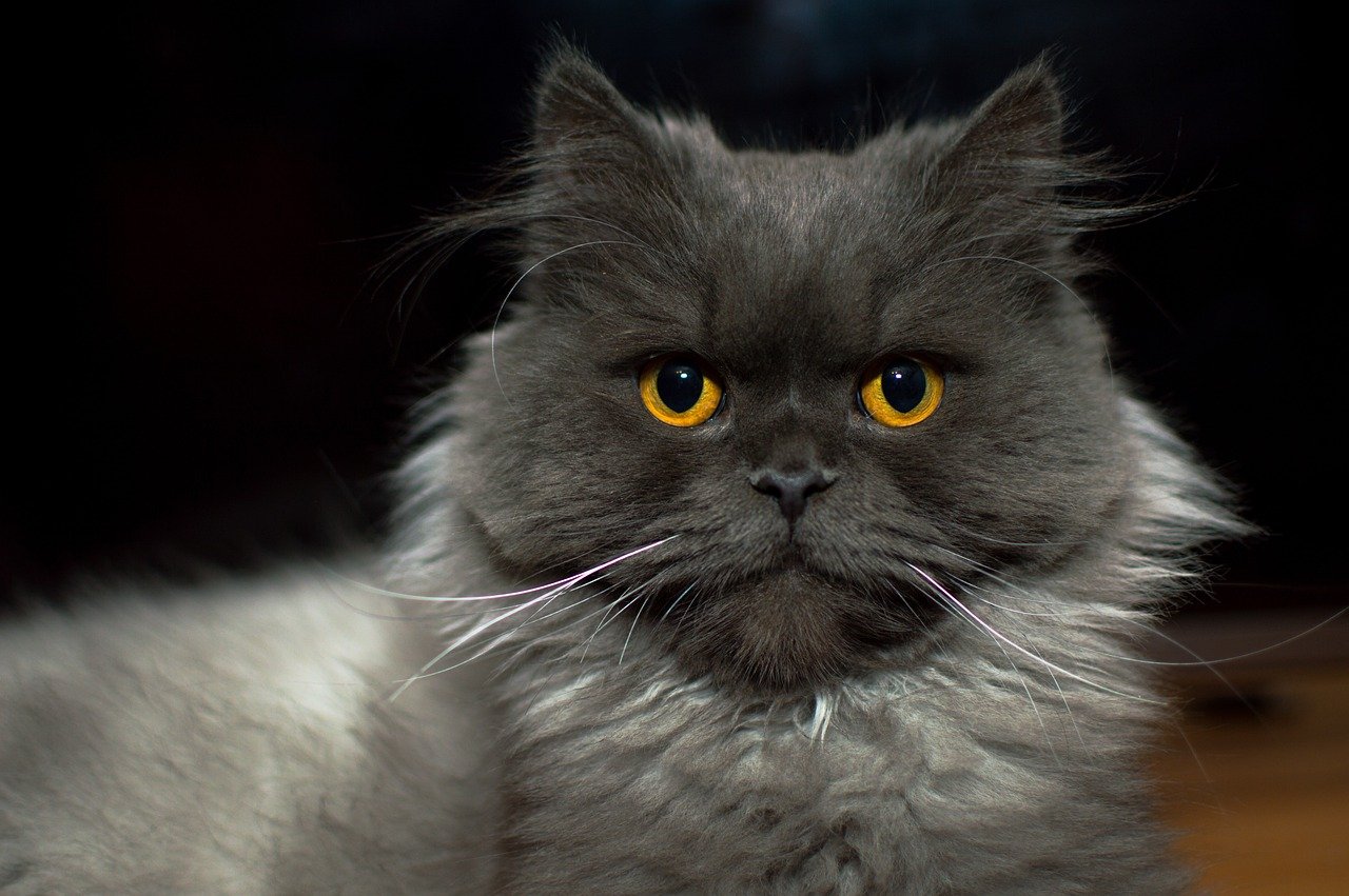 Hamilton the Hipster Cat: The Mustachioed Marvel (image credits: pixabay)