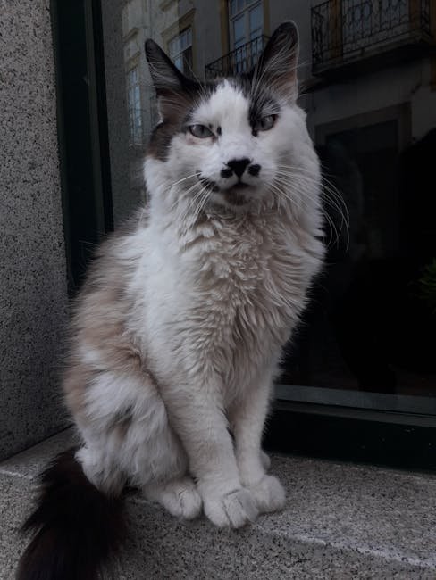 Sam: The Cat with Eyebrows (image credits: pexels)