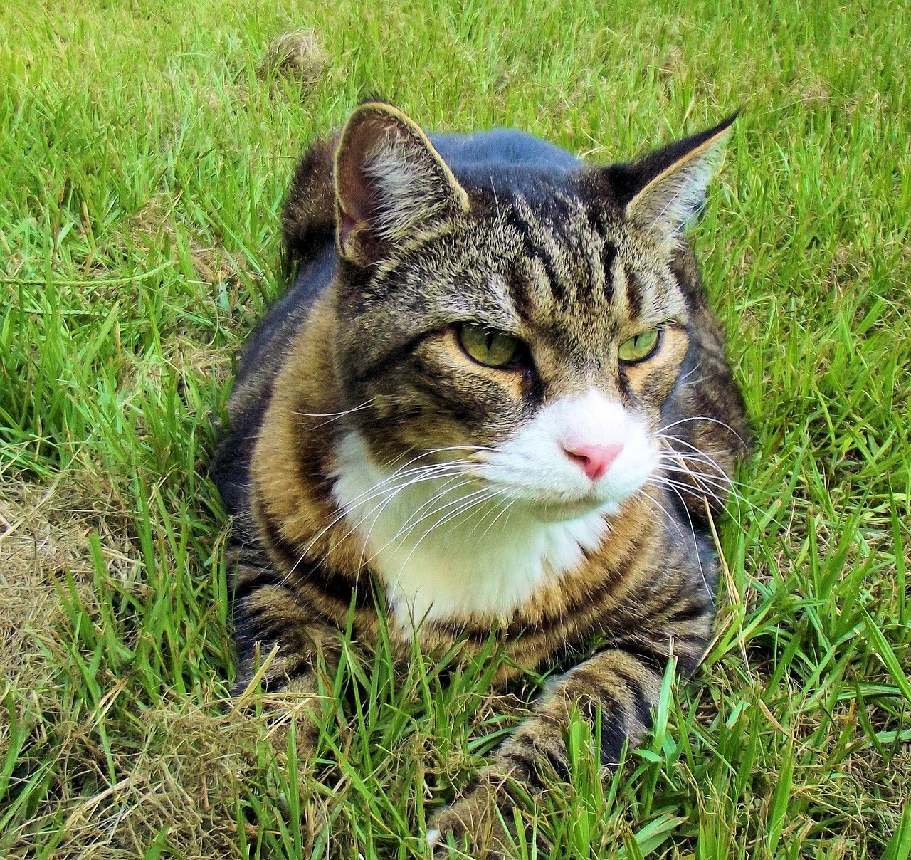 Lil Bub: The Perpetual Kitten (image credits: pixabay)