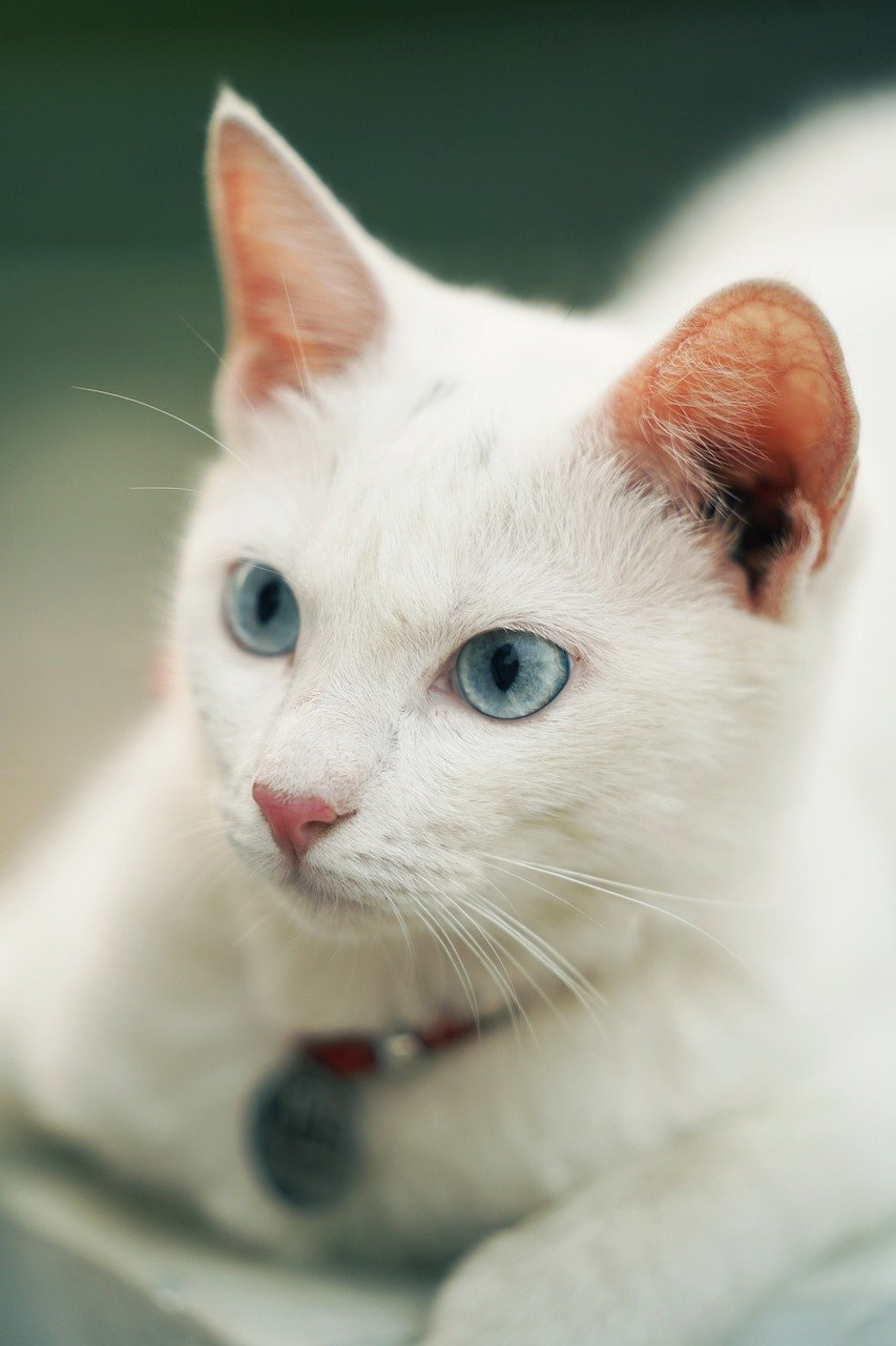 Smoothie: The World's Most Photogenic Cat (image credits: pixabay)