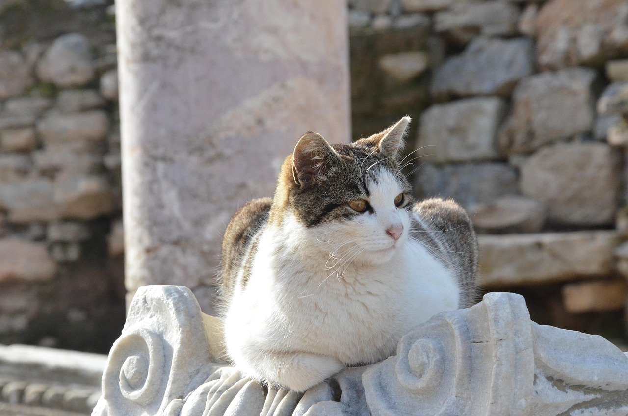 The Cat of Ephesus: Ancient Protector of the City (image credits: pixabay)