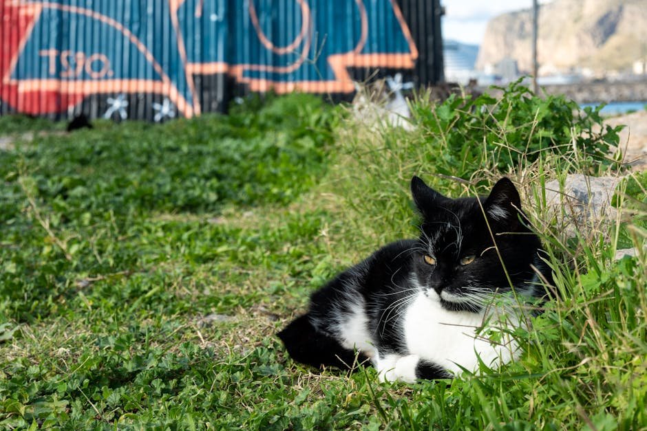 The Cat of Catania: A Sicilian Symbol of Resilience (image credits: pexels)