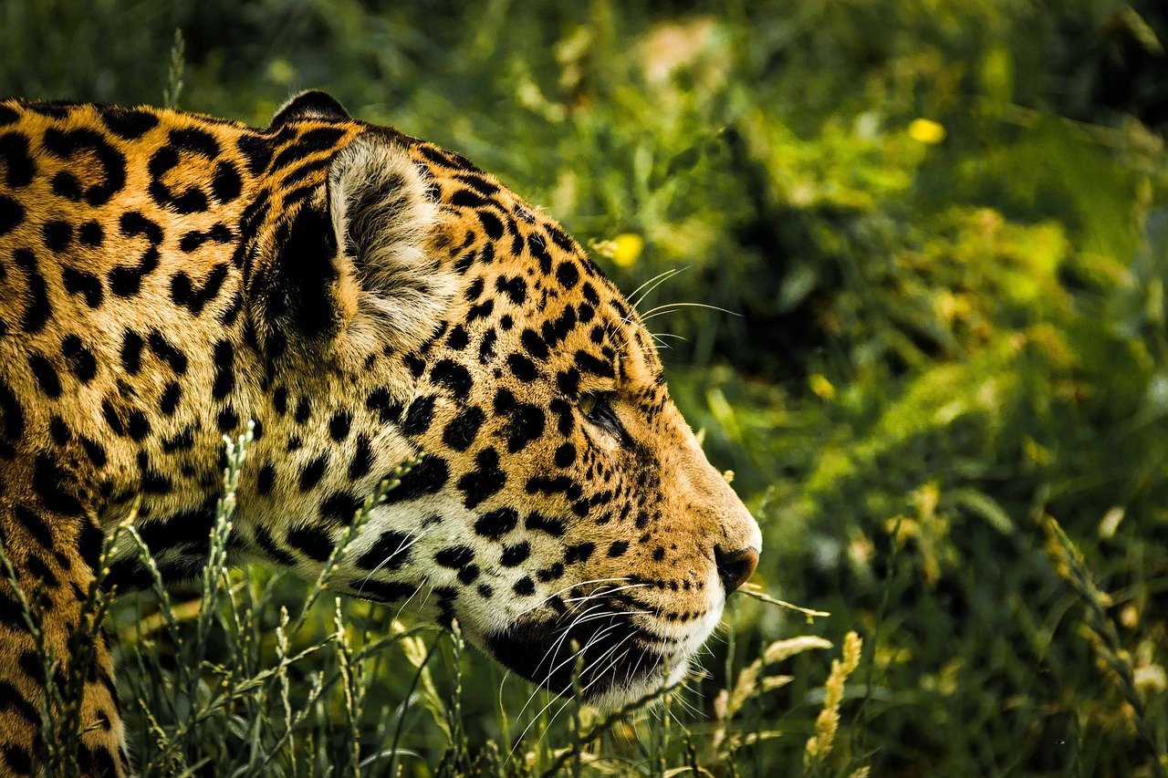 Patagonia's Pumas: Stealthy Hunters of the Andes (image credits: pixabay)