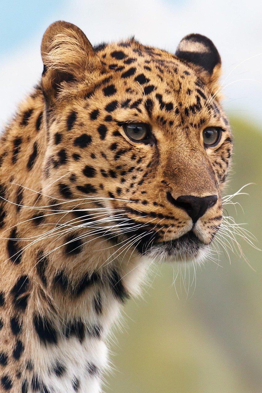 Leopards of the African Savanna (image credits: pixabay)