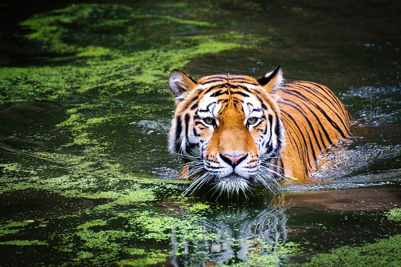 The Enigmatic Tiger: A Force of Nature (image credits: pixabay)