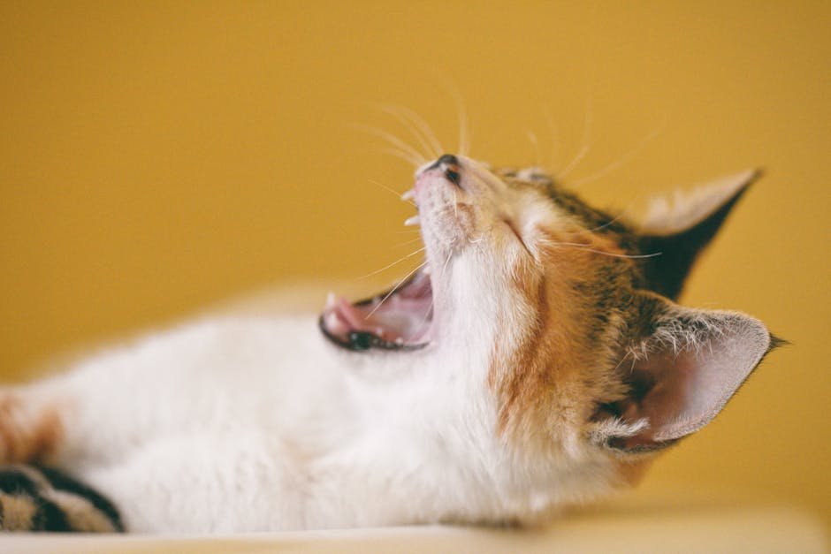 Feline Fantasy Retreat (image credits: pexels)