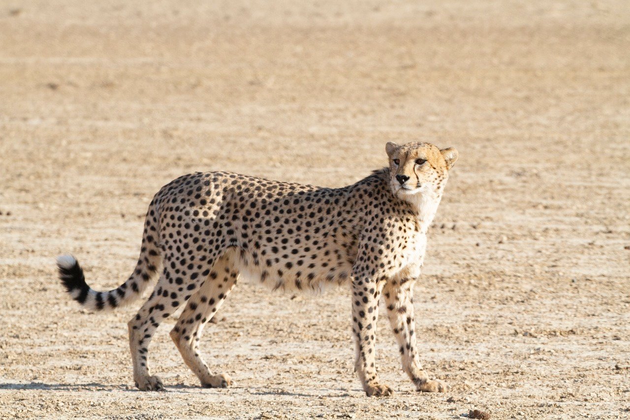 The Agile Cheetah: Speed in Silence (image credits: pixabay)
