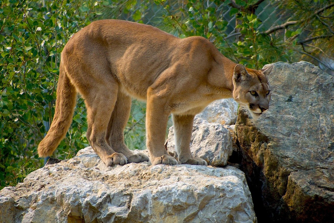 The Majestic Cougar: Guardian of the Wild (image credits: pixabay)