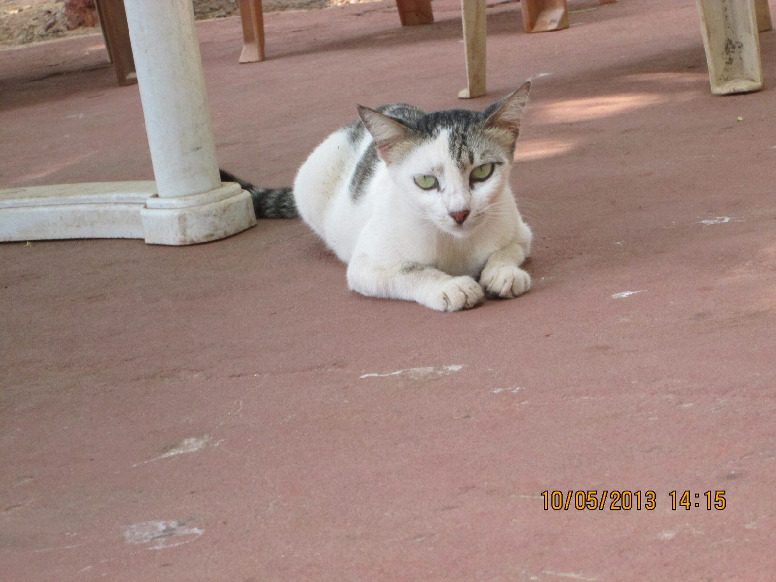Paws and Claws Villa (image credits: wikimedia)