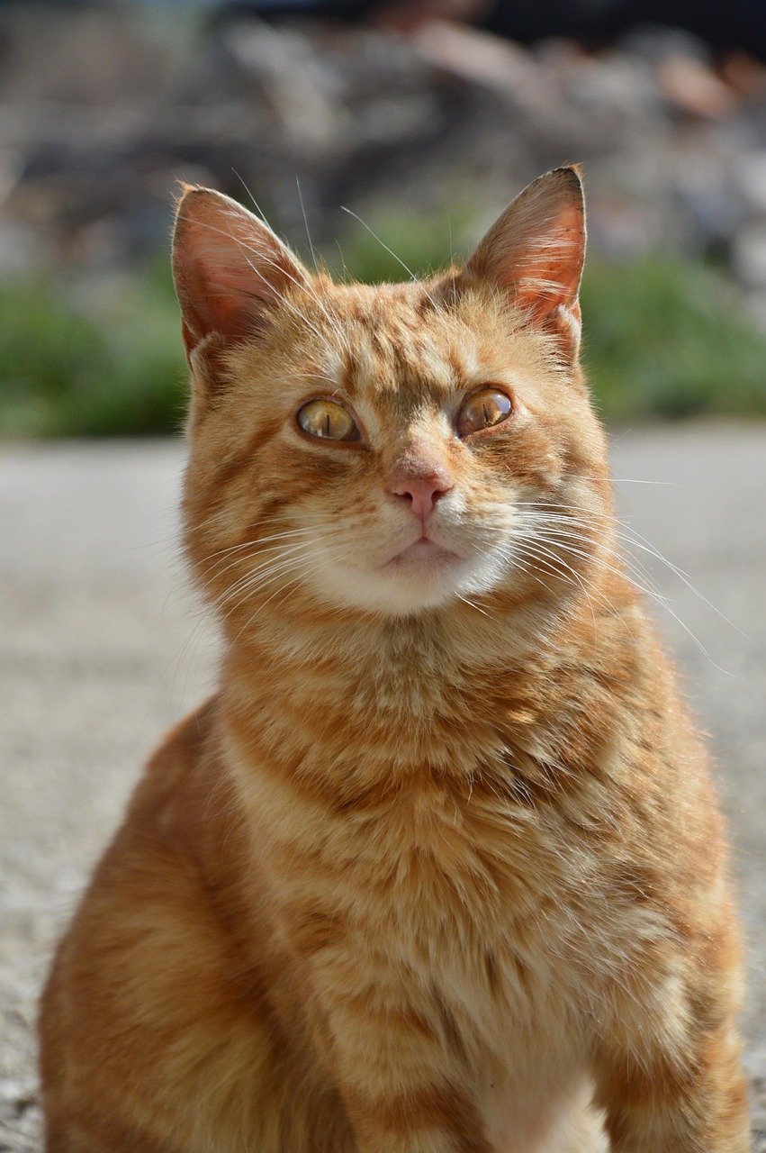 Garfield’s Love for Lasagna (image credits: pixabay)