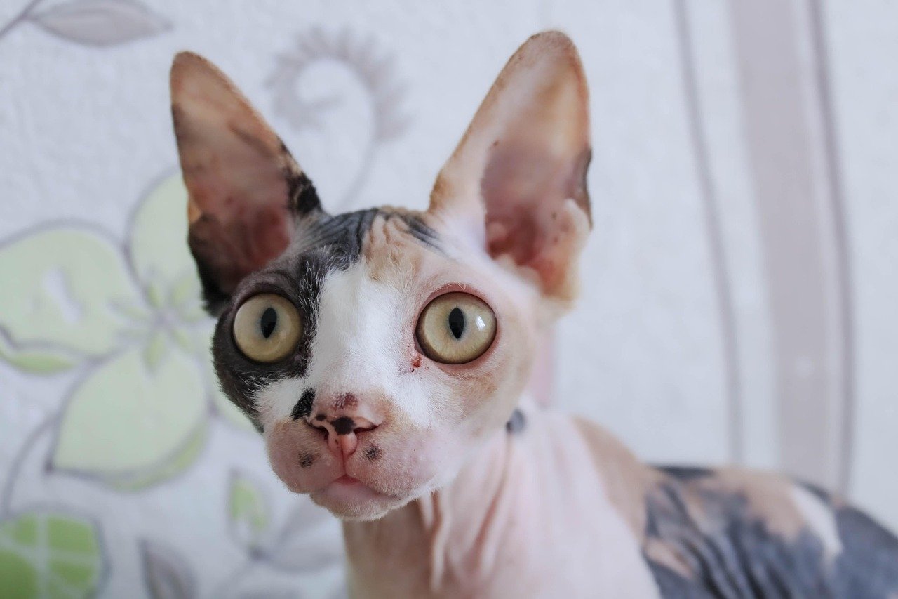 Mr. Bigglesworth from