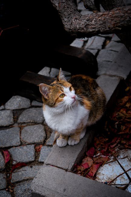 The Cat Museum, Kuching, Malaysia (image credits: pexels)