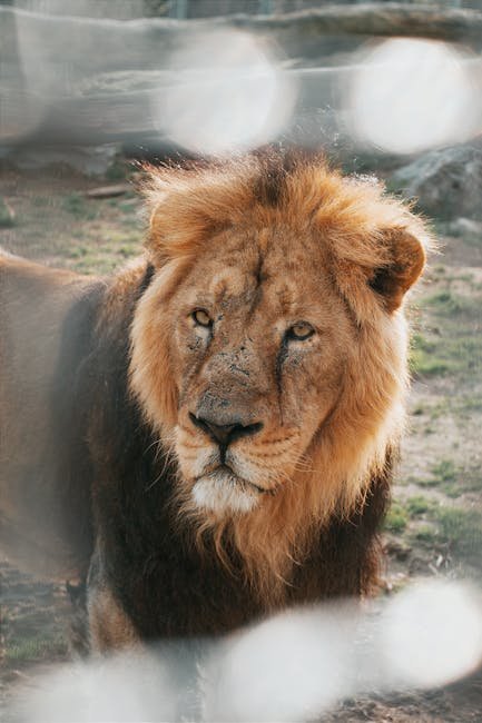 The Chronicles of Narnia: Aslan's Noble Roar (image credits: pexels)