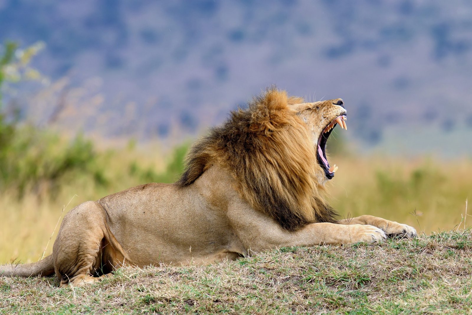 The Ghost and the Darkness: Man-Eaters of Tsavo (image credits: wikimedia)
