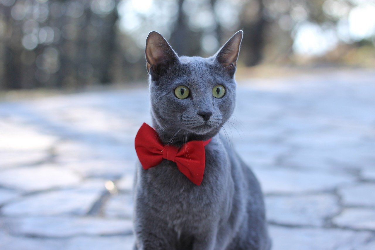 Chic Bowties for Dapper Kitties (image credits: pixabay)