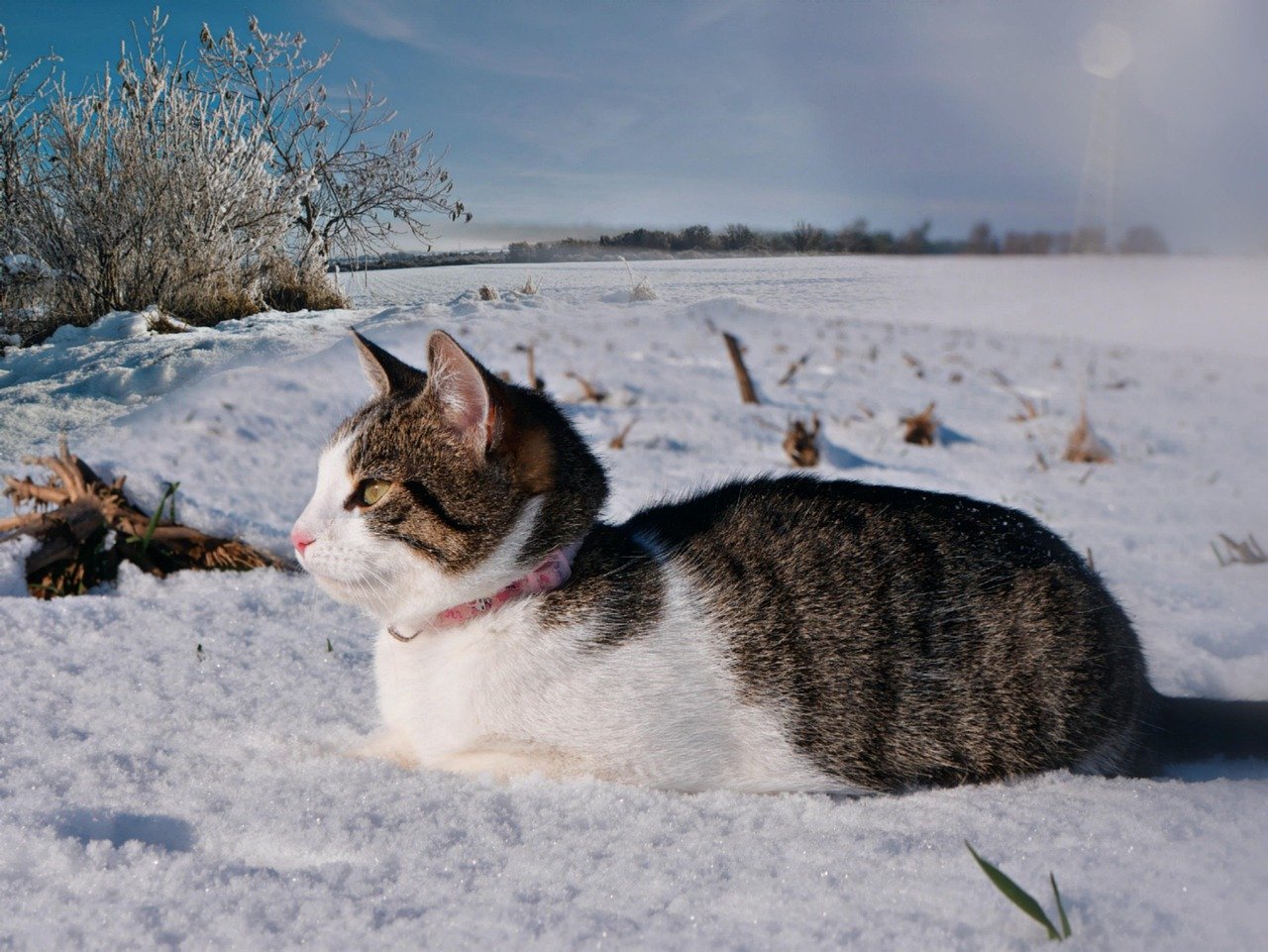 Fancy Collars for Elegant Style (image credits: pixabay)
