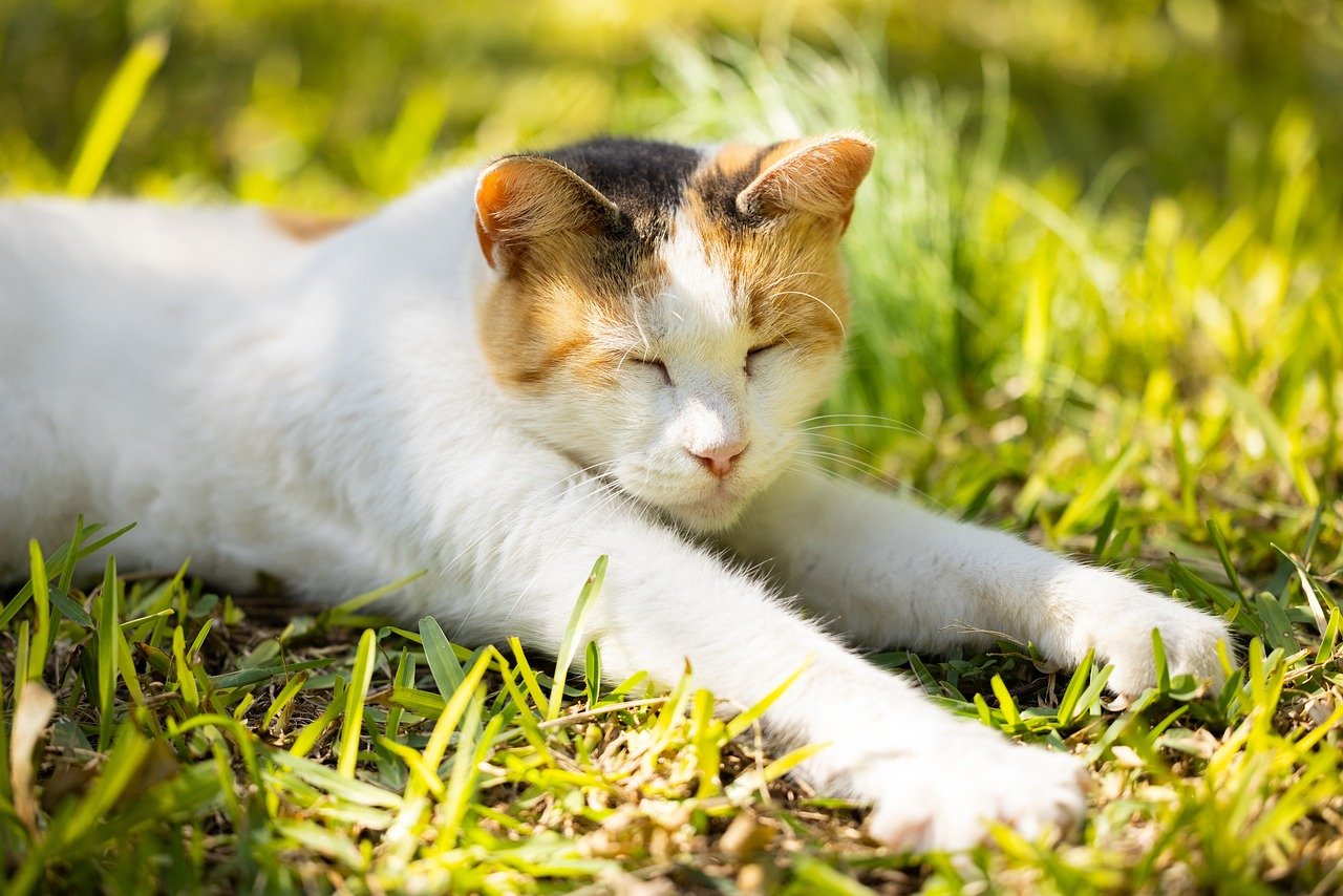 Prada's Playful Paws (image credits: pixabay)