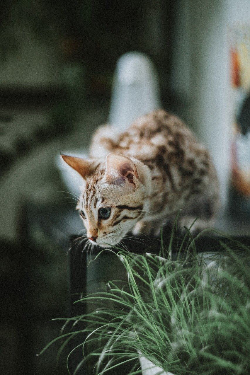 Balmain's Fierce Feline Femininity (image credits: pixabay)