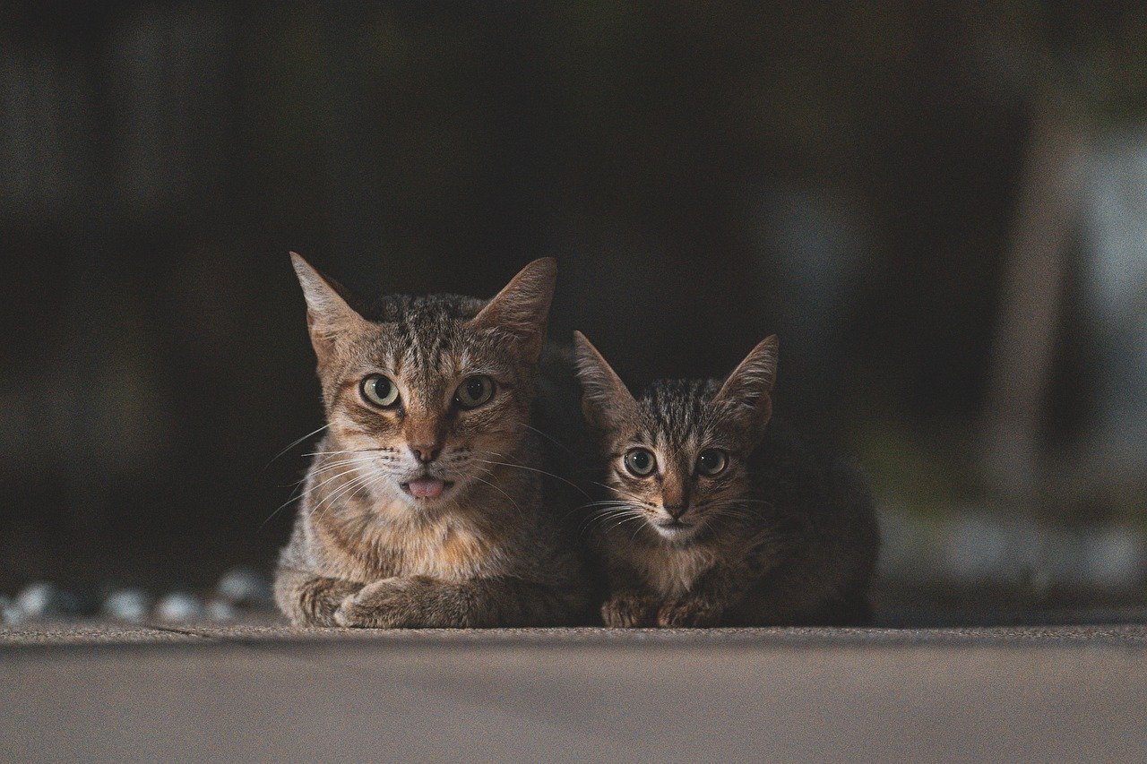 Valentino’s Romantic Cat’s Meow (image credits: pixabay)