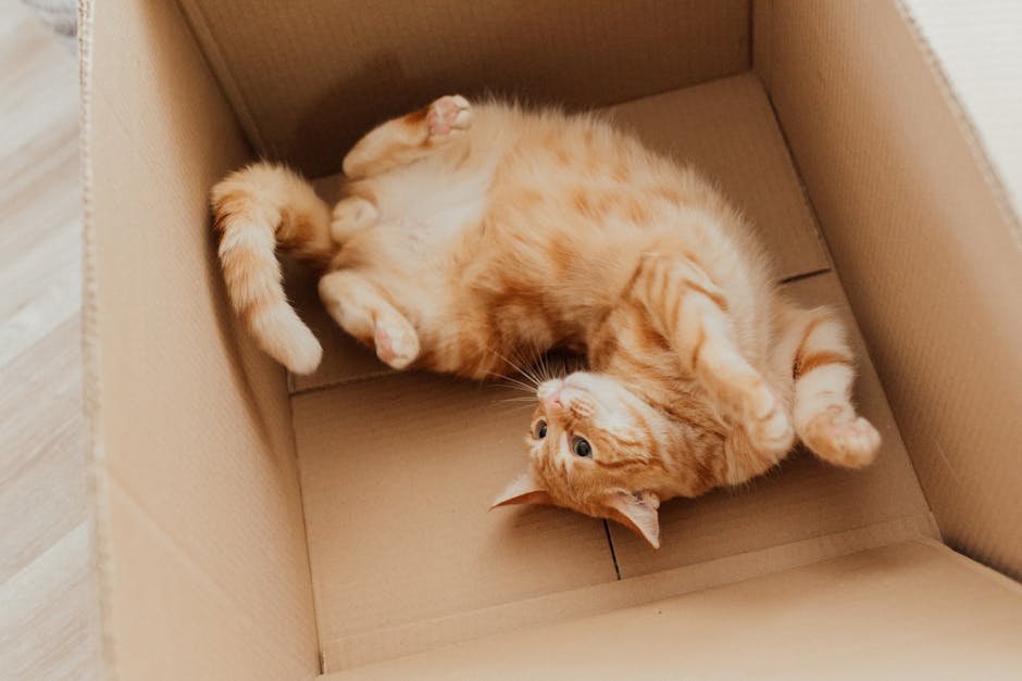 The Mischievous Magician (image credits: pexels)