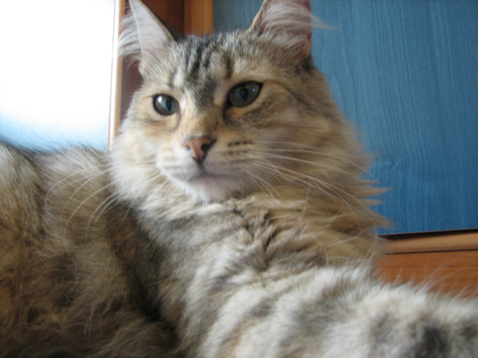 Alcohol: No 'Happy Hour' for Cats (image credits: wikimedia)
