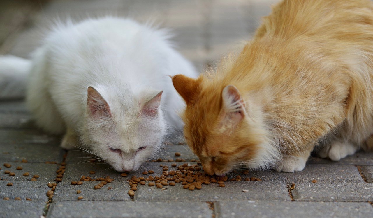 Understand Common Allergens (image credits: pixabay)