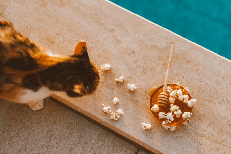 Consider Homemade Cat Food (image credits: pexels)