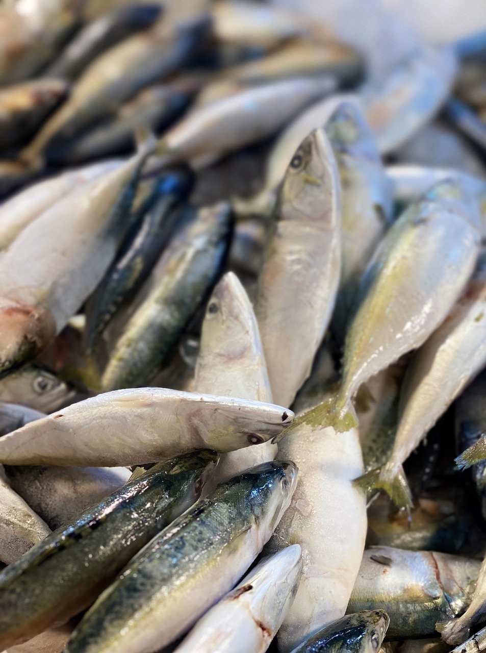 9. Raw Fish: A Delicacy with Unseen Dangers (image credits: pixabay)