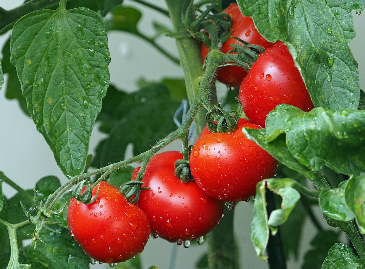 12. Tomatoes: A Common Ingredient with Potential Risks (image credits: pixabay)