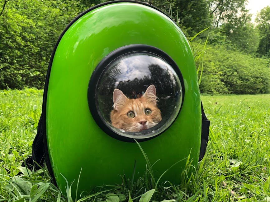 Not Considering the Size of Cat Carriers (image credits: pexels)