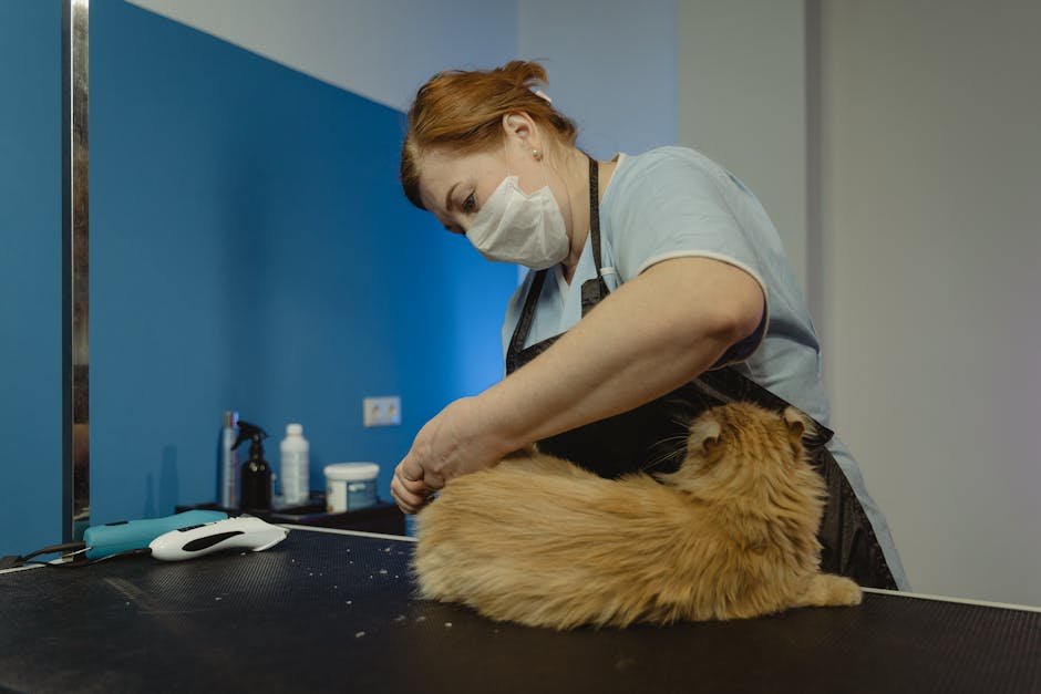 Not Investing in a Good Grooming Brush (image credits: pexels)