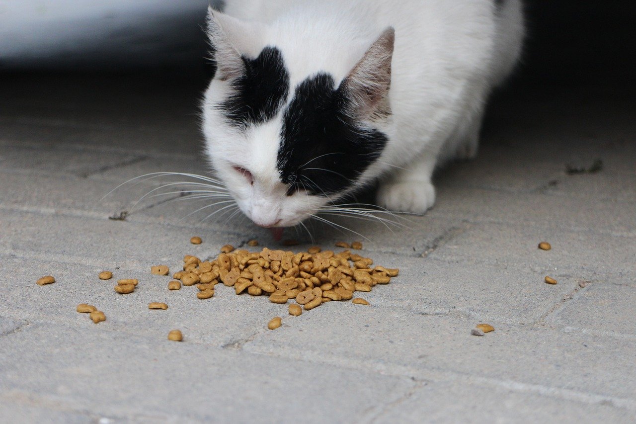 Persistent Hunger (image credits: pixabay)