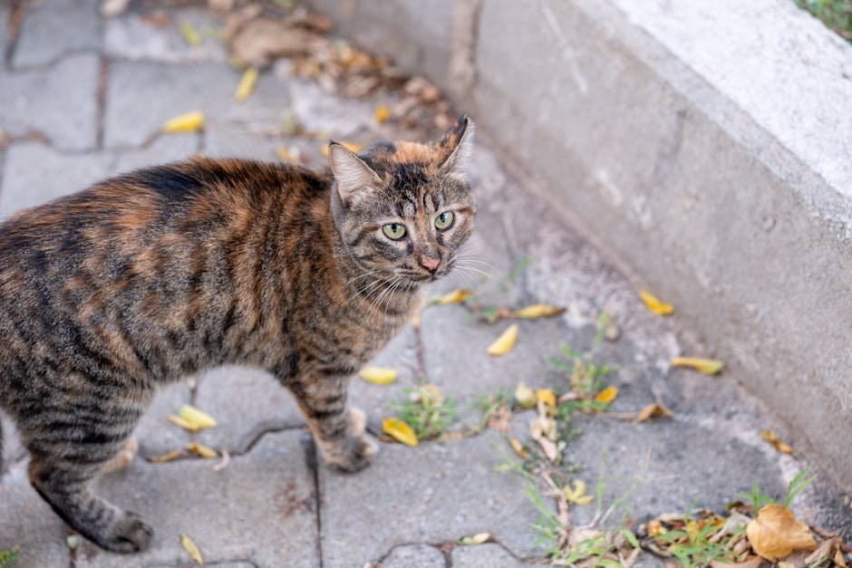 Frequent Hairballs (image credits: pexels)