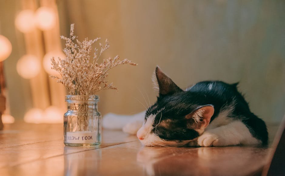 Conclusion (image credits: pexels)