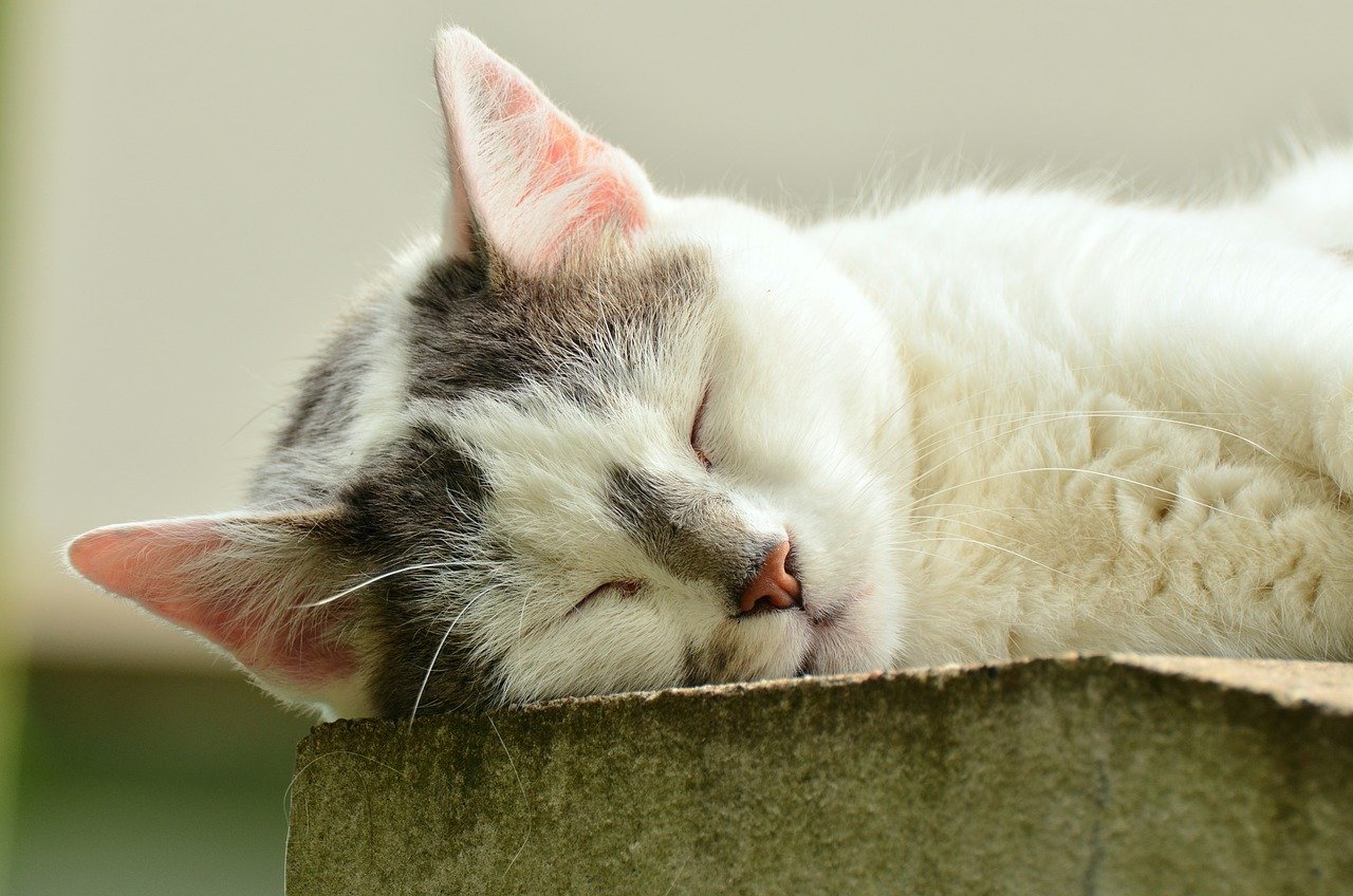 Understanding Behavioral Burnout in Cats (image credits: pixabay)