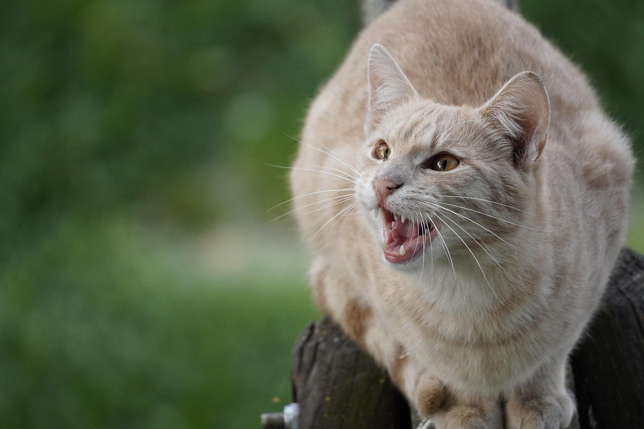 Increased Aggression (image credits: pixabay)
