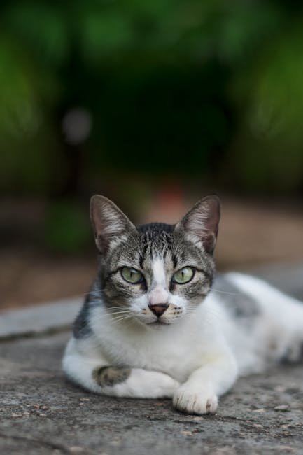 Frequent Litter Box Issues (image credits: pexels)
