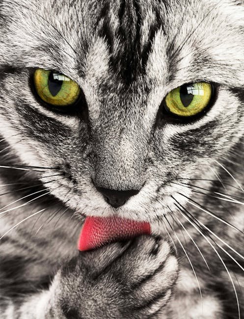 Changes in Grooming Habits (image credits: pexels)