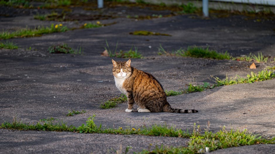 Overgrooming (image credits: pexels)
