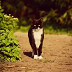 How to Rebuild Trust With a Cat After a Stressful Event