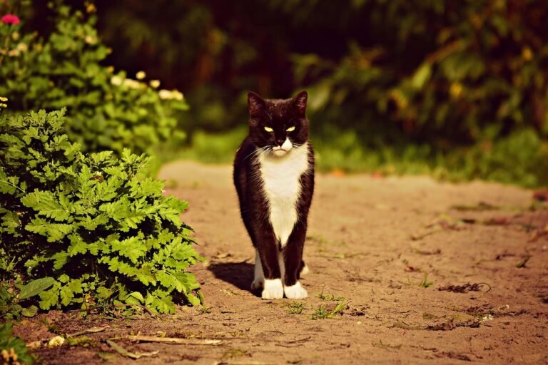 How to Rebuild Trust With a Cat After a Stressful Event