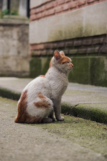 Understanding Cat Behavior (image credits: pexels)