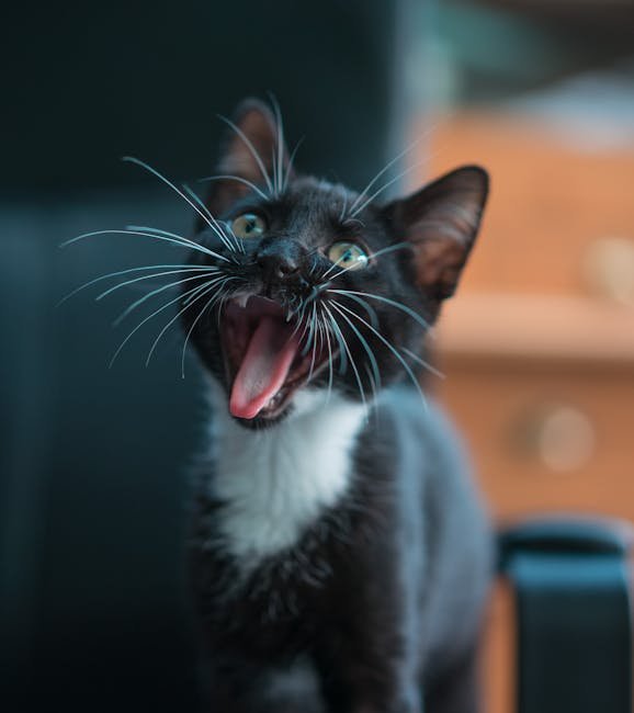 Adapting to Your Cat's Personality (image credits: pexels)