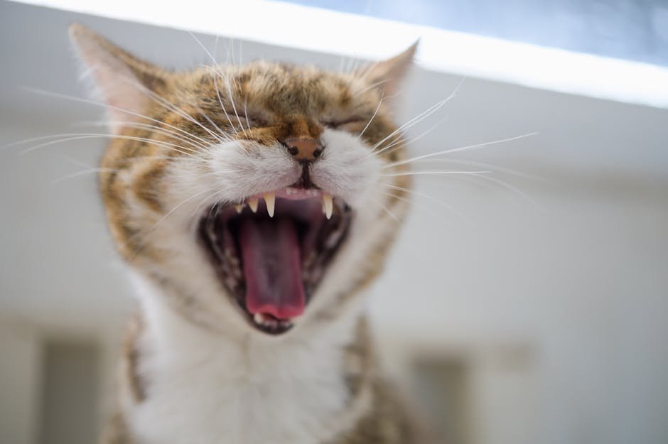 Aggression or Irritability (image credits: pexels)