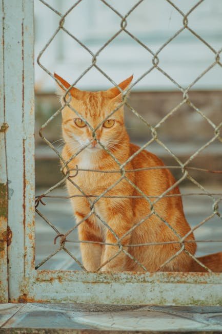 Reinforcing Boundaries (image credits: pexels)