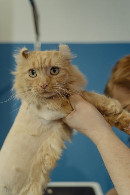 Ensure Regular Vet Check-Ups (image credits: pexels)