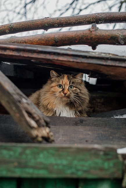 Provide Safe Hiding Spots (image credits: pexels)