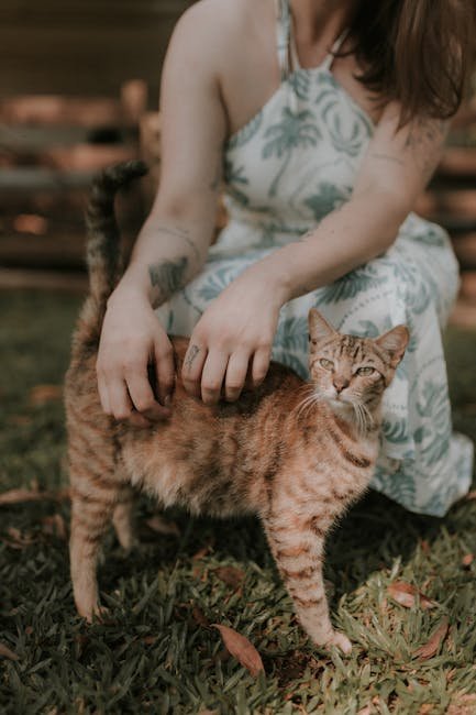 Utilize Calming Products (image credits: pexels)