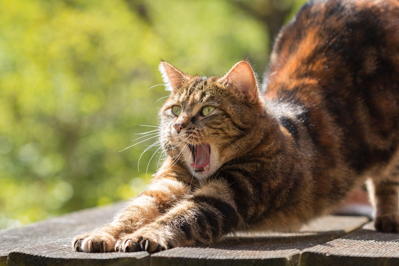 Encourage Natural Light Exposure (image credits: pixabay)